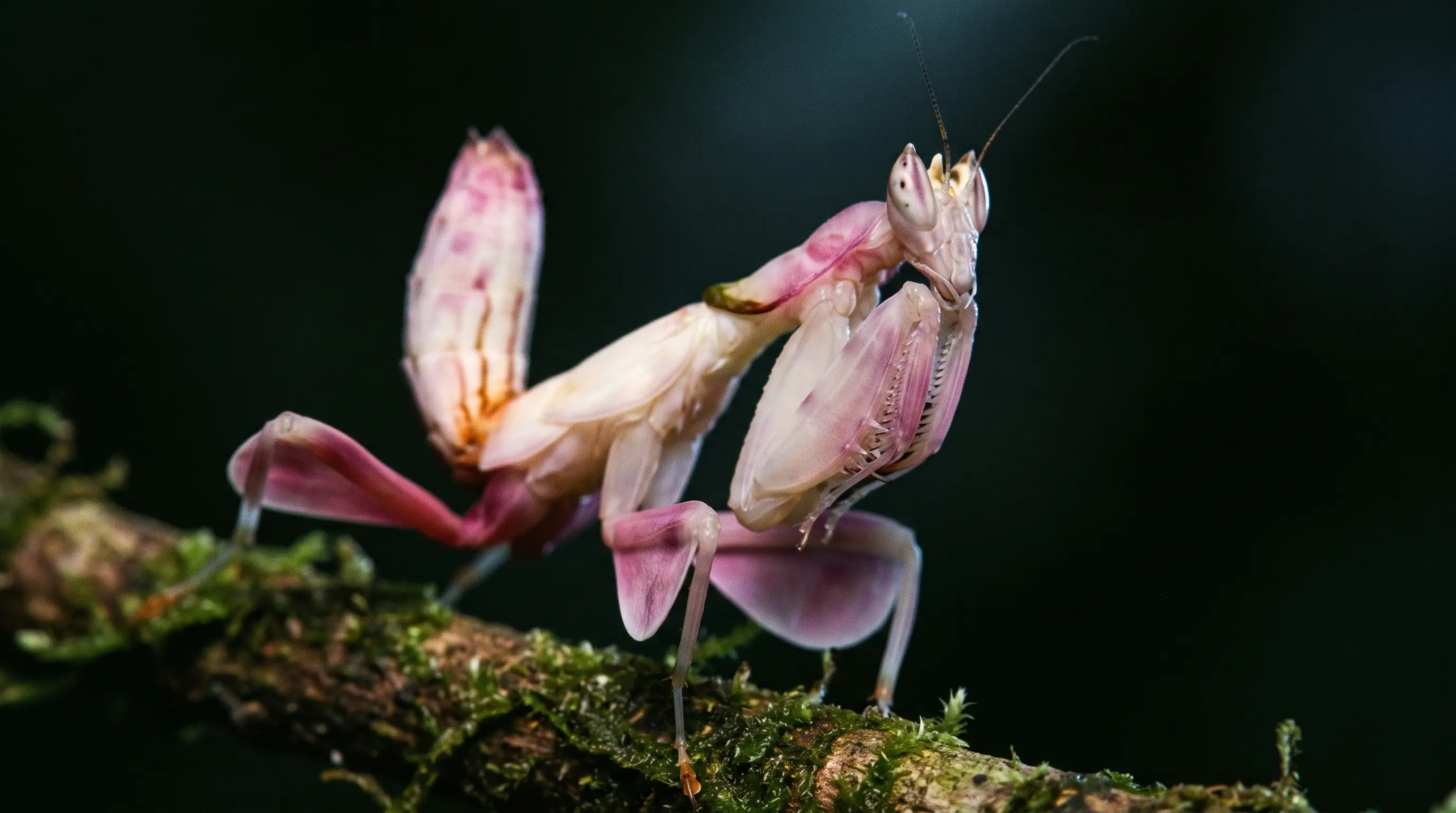 Orchid Mantis (Hymenopus coronatus), illustration 4