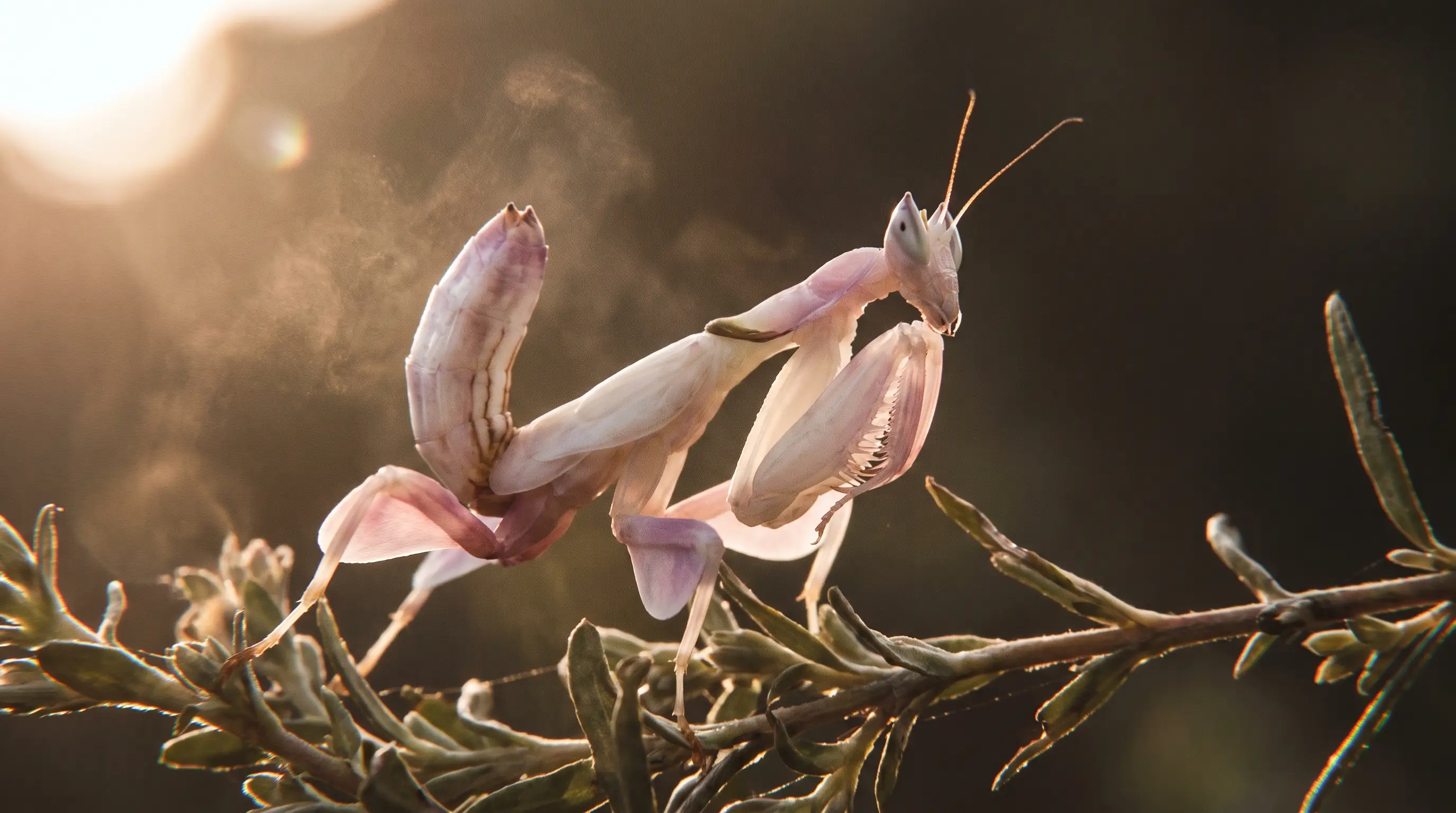 Orchid Mantis (Hymenopus coronatus), illustration 5