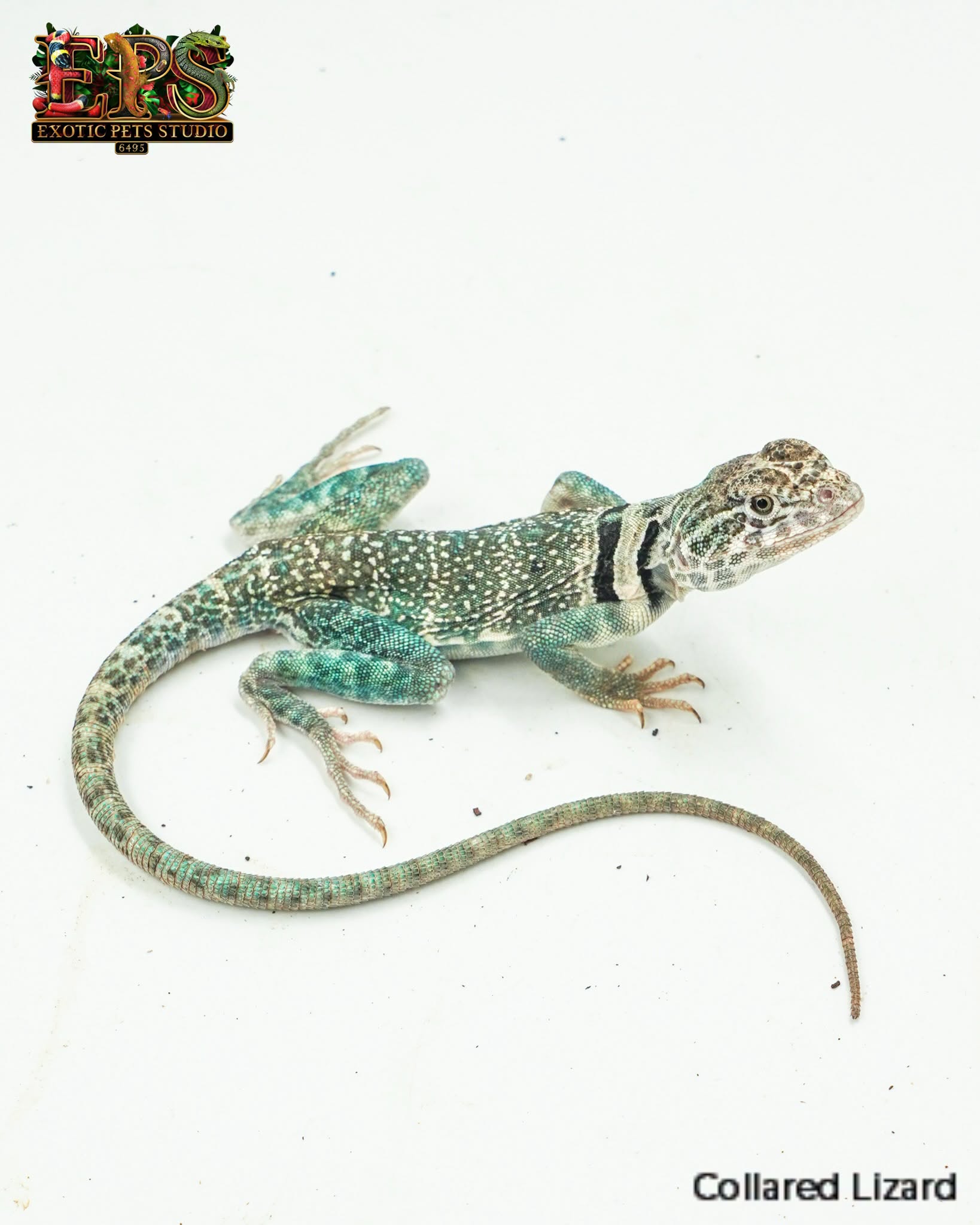A collared lizard photographed for the Exotic Pets Studio catalogue