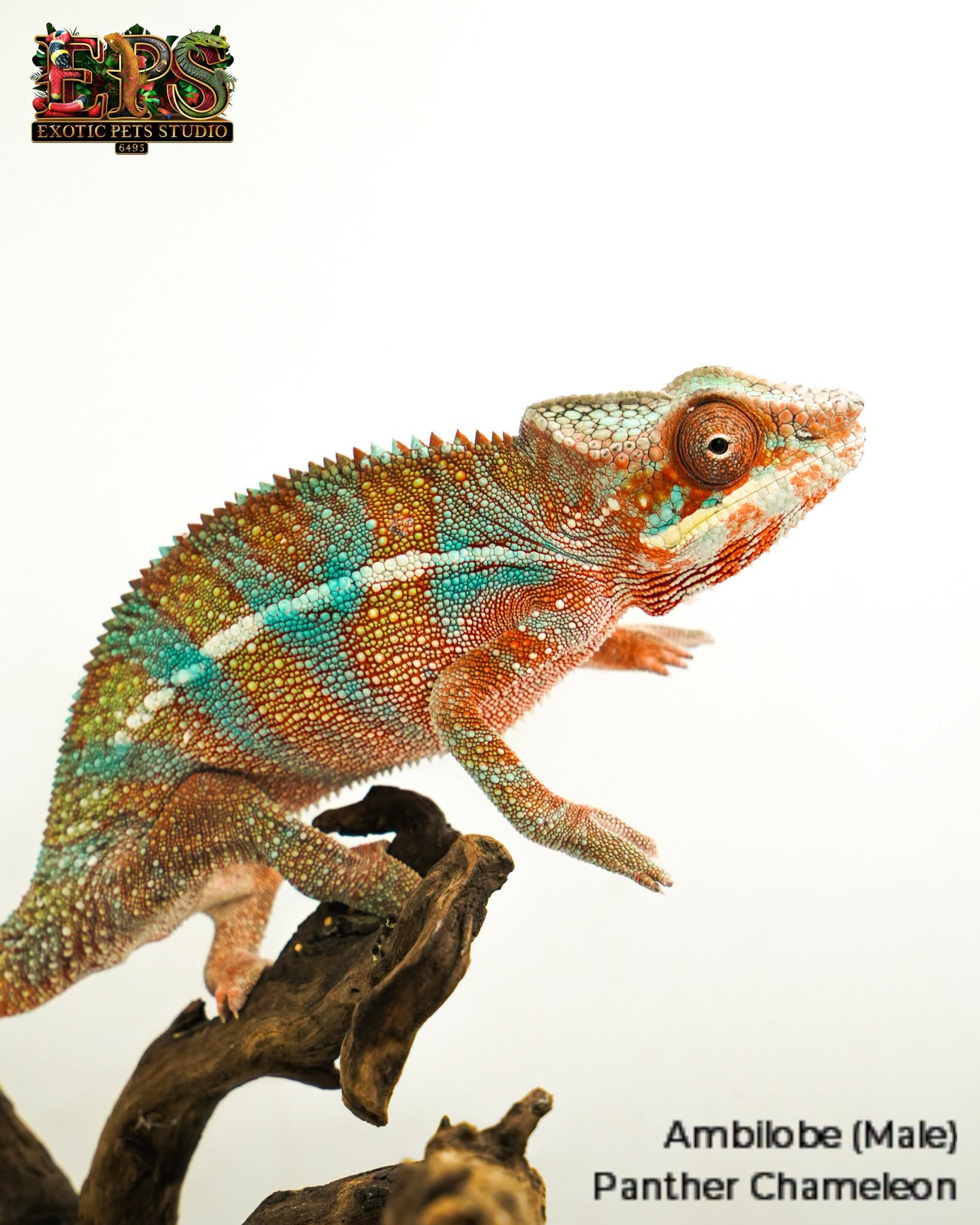 An Ambilobe panther chameleon photographed for the Exotic Pets Studio catalogue