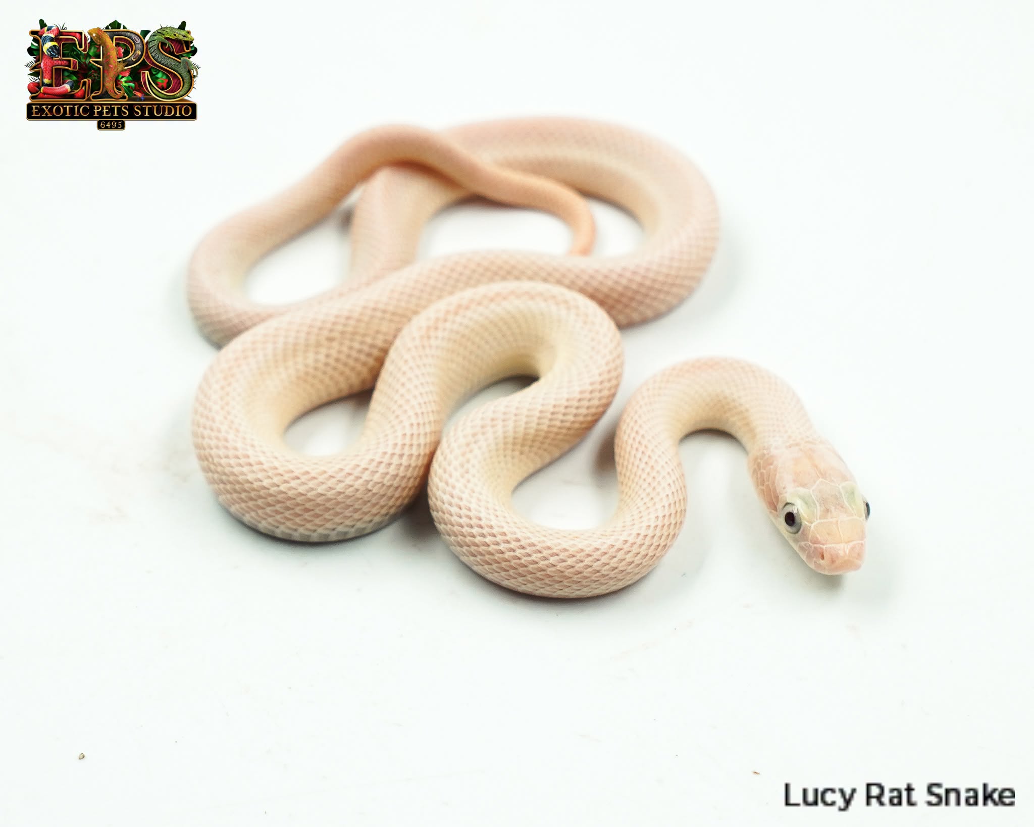 A snake photographed for the Exotic Pets Studio catalogue
