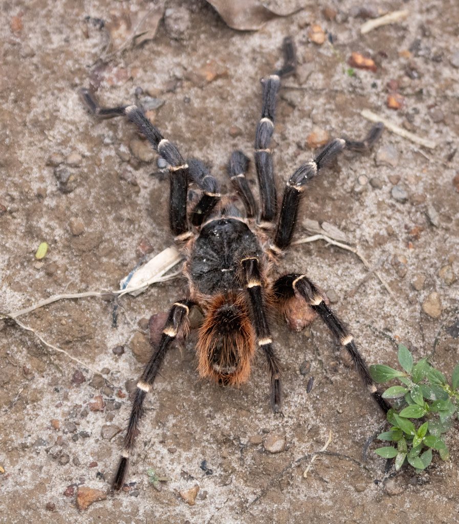Brazilian Giant White Knee (Acanthoscurria geniculata), photographed in the wild