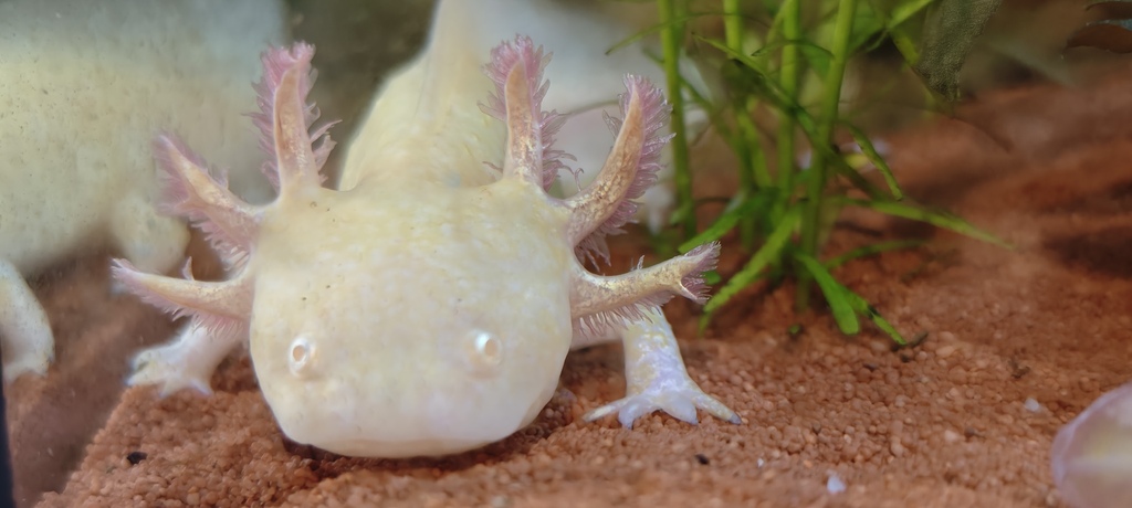 Axolotl (Ambystoma mexicanum), photograph