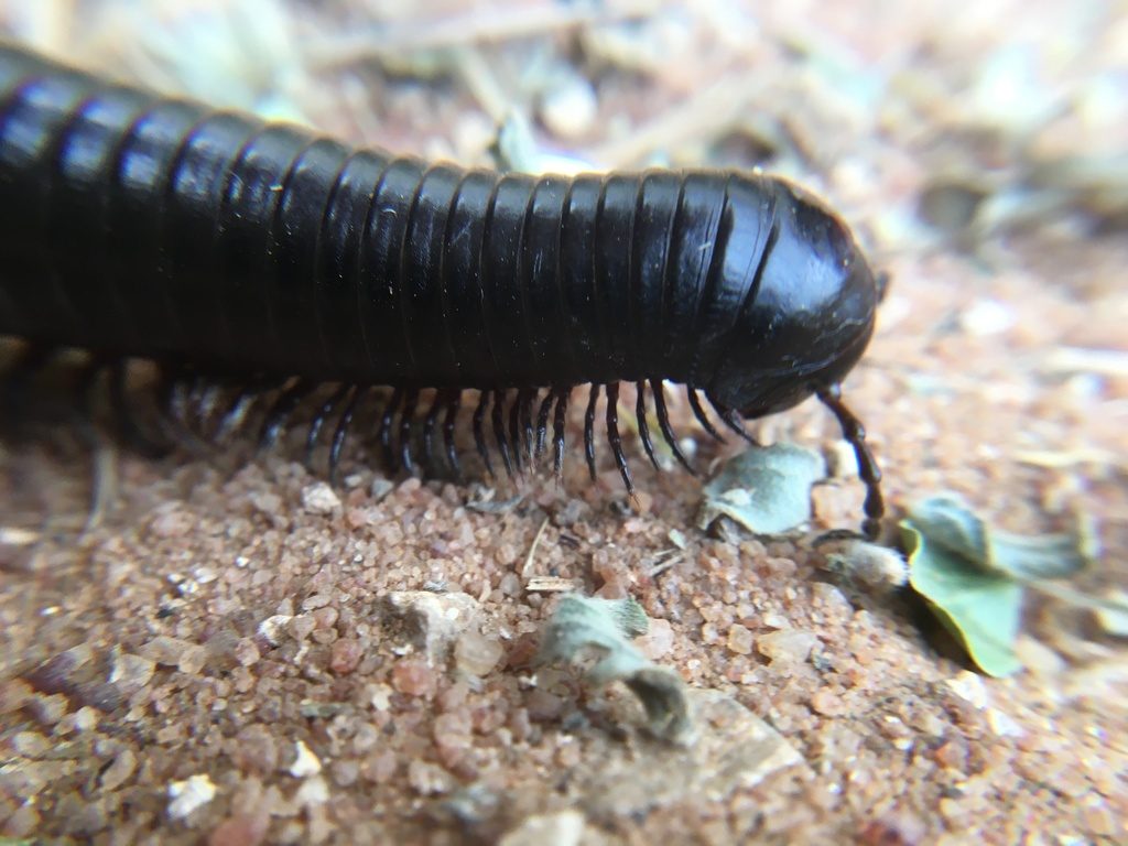 Giant African Millipede (Archispirostreptus gigas), photographed in the wild