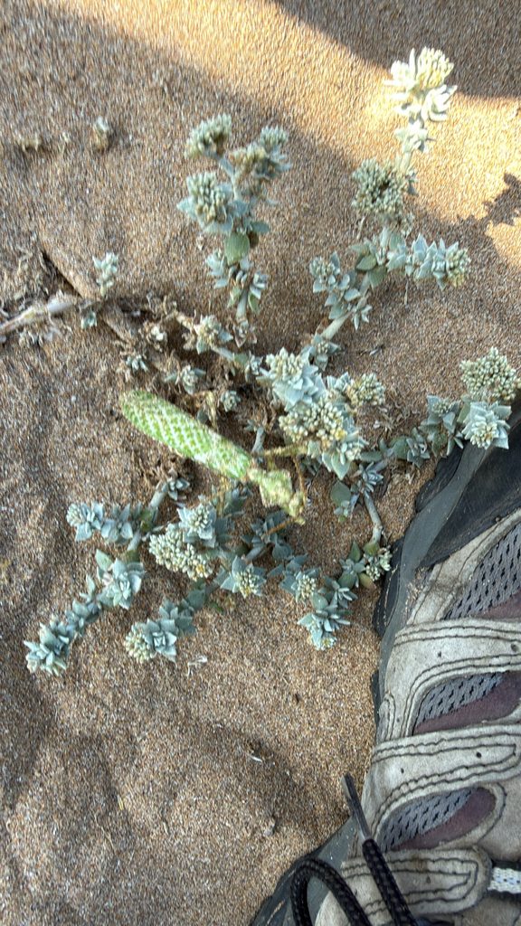 Thistle / Arab Mantis (Blepharopsis mendica), photographed in the wild