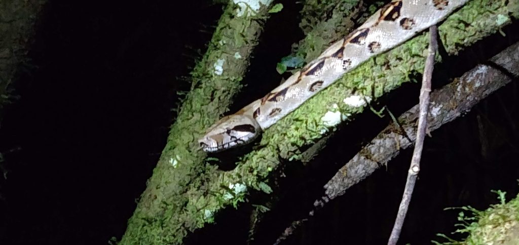 Boa Constrictor (Boa imperator), photographed in the wild