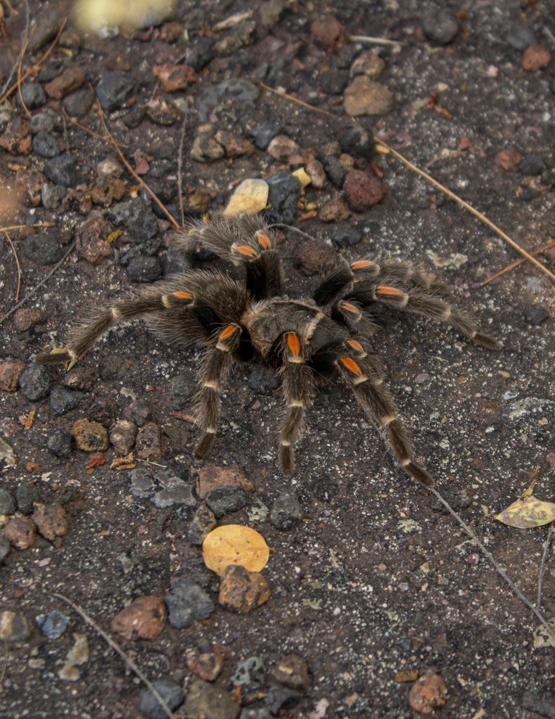 Mexican Flame Knee (Brachypelma auratum), photographed in the wild