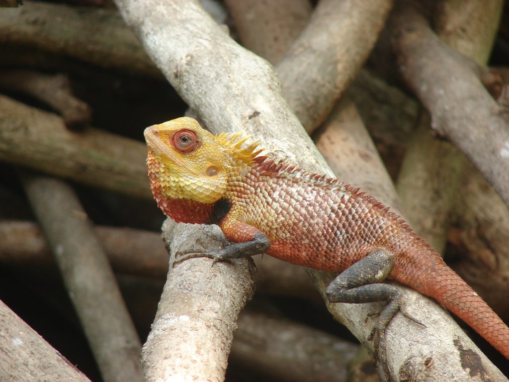 Oriental Garden Lizard (Calotes versicolor), photographed in the wild