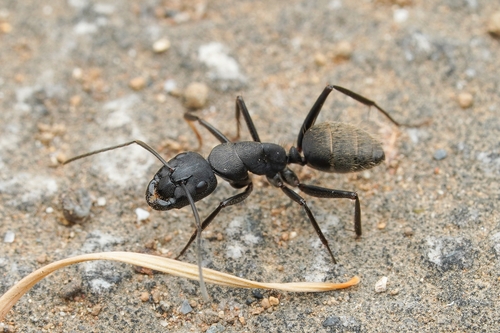 Japanese Carpenter Ant (Camponotus japonicus), photograph