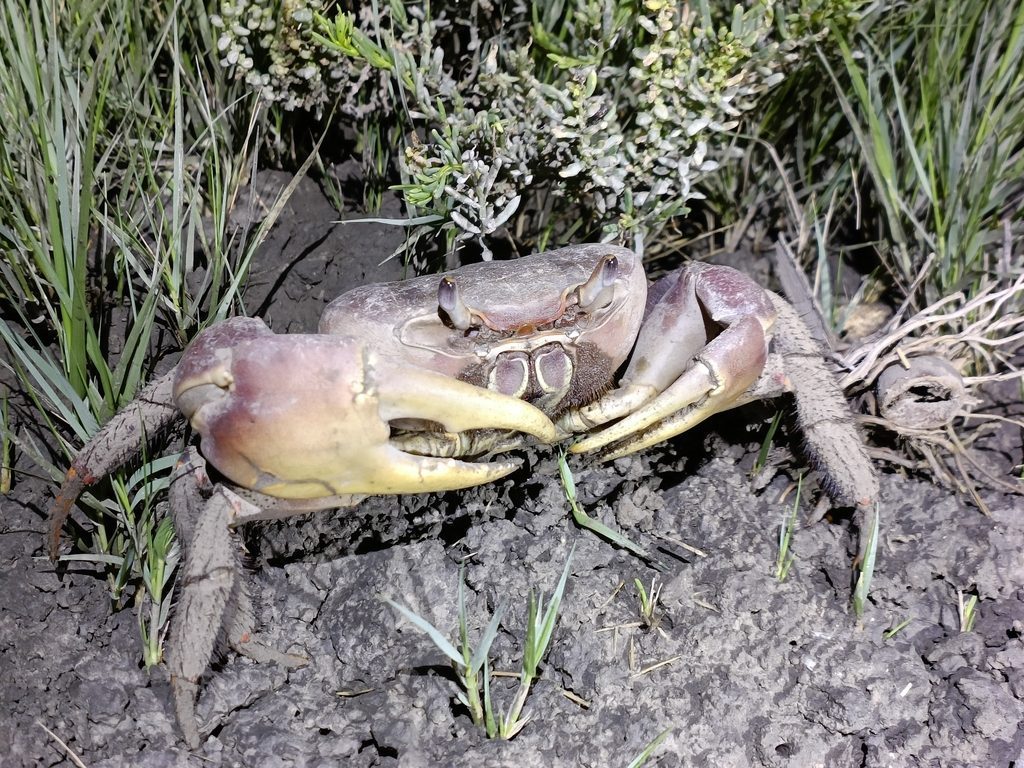 Cardisoma carnifex, photographed in the wild