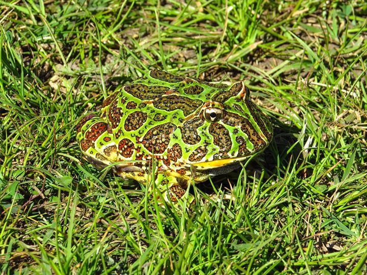 Ornate Horned Frog (Ceratophrys ornata), photographed in the wild