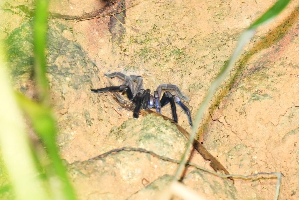 Electric Blue Tarantula (Chilobrachys natanicharum), photographed in the wild