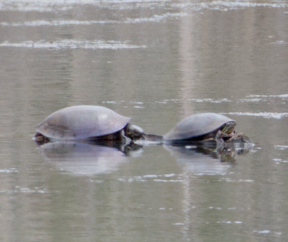 Painted Turtle (Chrysemys picta), photographed in the wild