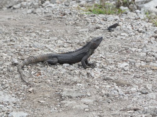 Spiny-tailed iguana (Ctenosaura pectinata), photographed in the wild