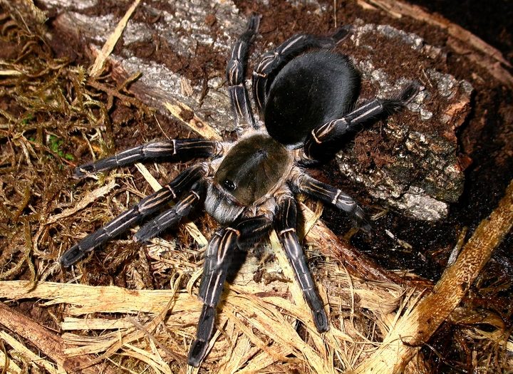 Thai Zebra Leg Tarantula (Cyriopagopus albostriatus), identified on iNaturalist as Melopoeus albostriatus, photographed in the wild