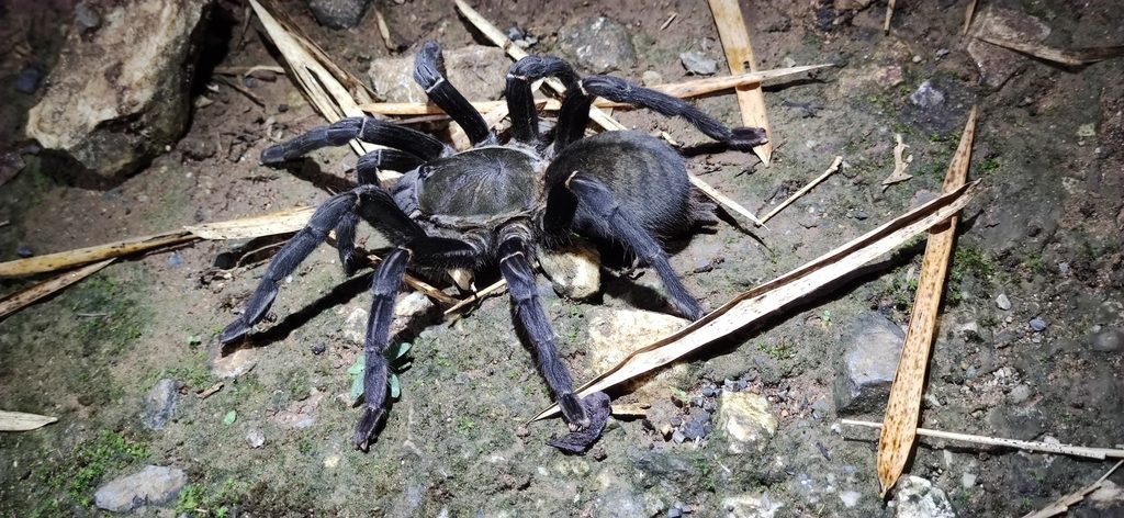 Thailand Black Tarantula (Cyriopagopus minax), identified on iNaturalist as Melopoeus minax, photographed in the wild