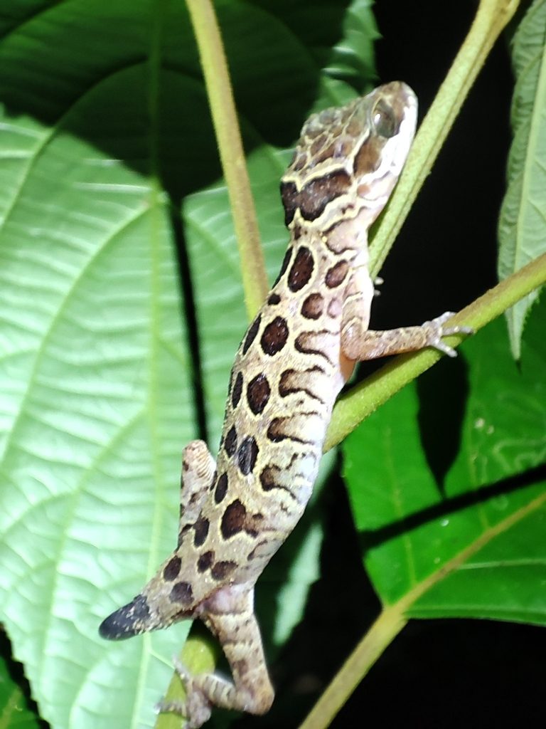 Photograph of Cyrtodactylus zebraicus (Cyrtodactylus zebraicus)