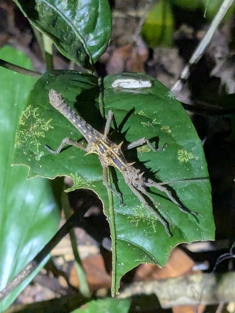 Dwarf Spiny Stick Insect (Dares ulula), photographed in the wild