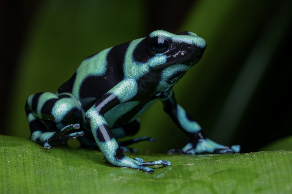 Green-and-black Poison Dart Frog (Dendrobates auratus), photographed in the wild