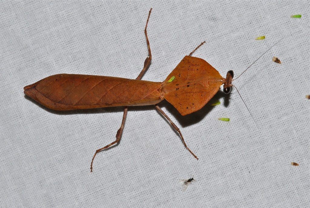 Malaysian Dead Leaf Mantis (Deroplatys truncata), photographed in the wild