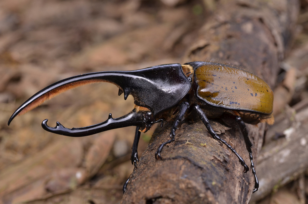 Dynastes hercules, photographed in the wild
