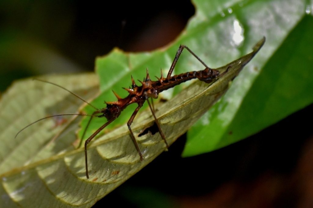 Touch-Me-Not Stick Insect (Epidares nolimetangere), photographed in the wild