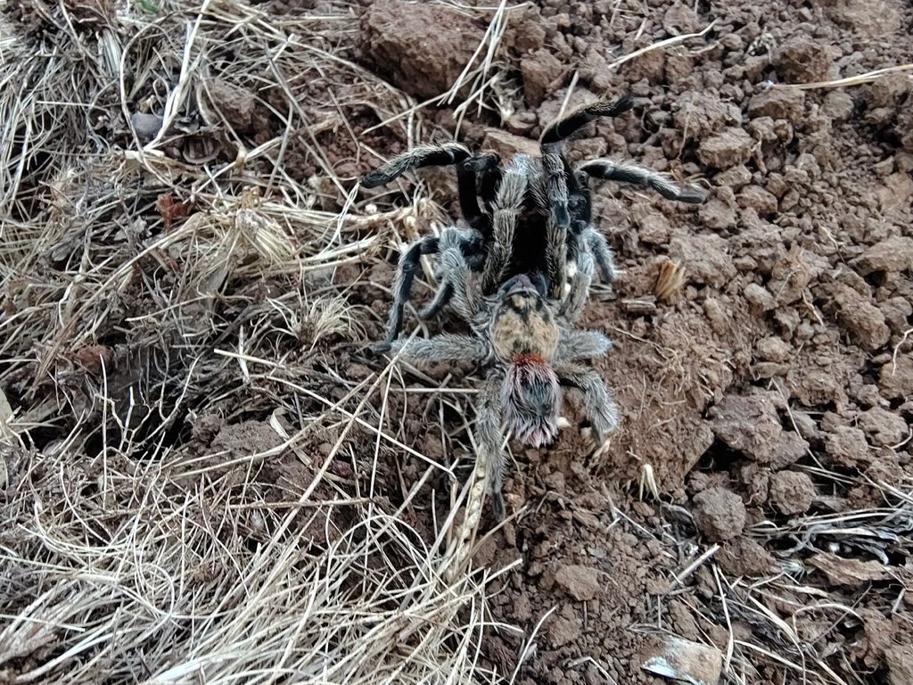 Euathlus sp. 'red' (E. manicata), photographed in the wild