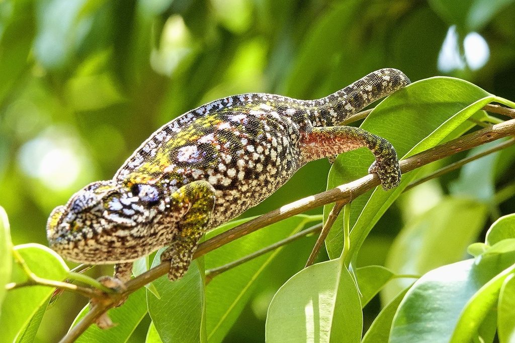 Carpet Chameleon (Furcifer lateralis), photographed in the wild