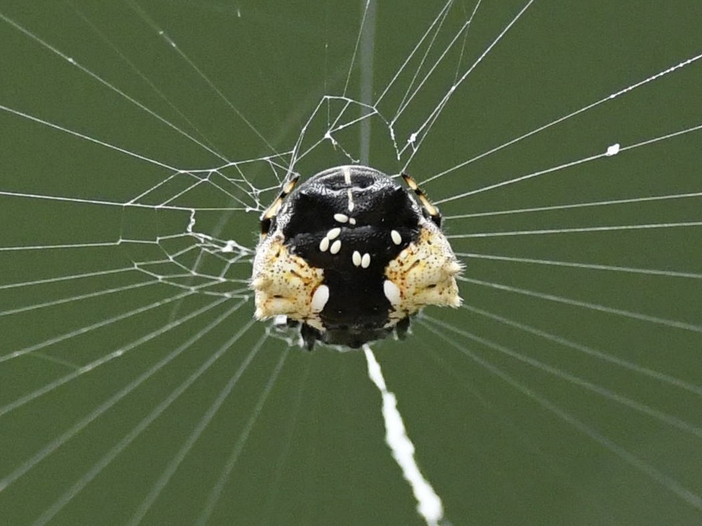 Gasteracantha spp. (e.g. G. kuhli), photographed in the wild