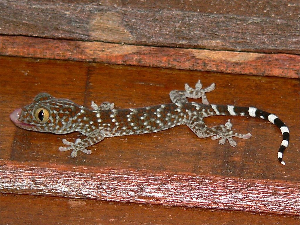 Tokay Gecko (Gekko gecko), photographed in the wild