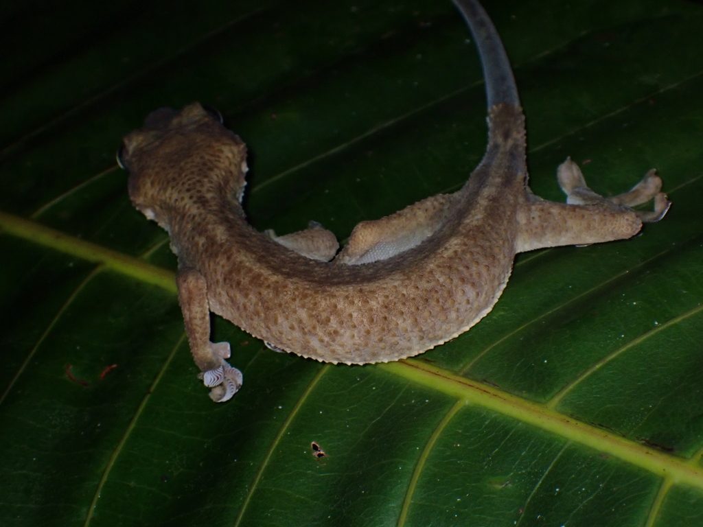 White-lined Gecko (Gekko vittatus), photographed in the wild