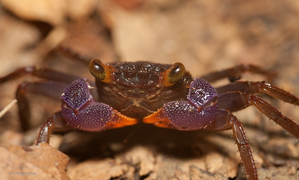 Geosesarma sp. (e.g. dennerle, 'red devil'), photographed in the wild