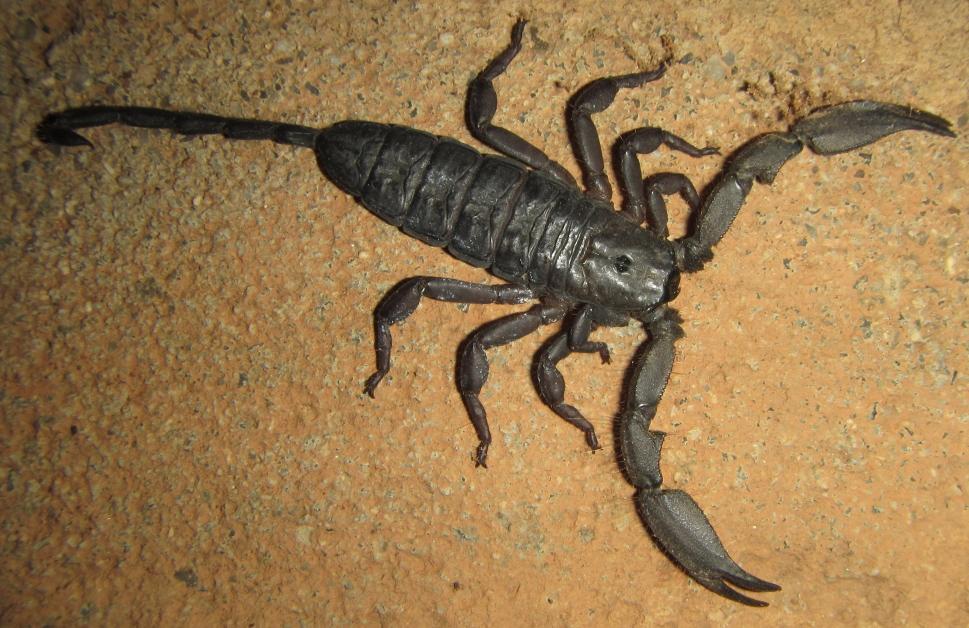 Flat rock scorpion (Hadogenes troglodytes), photographed in the wild