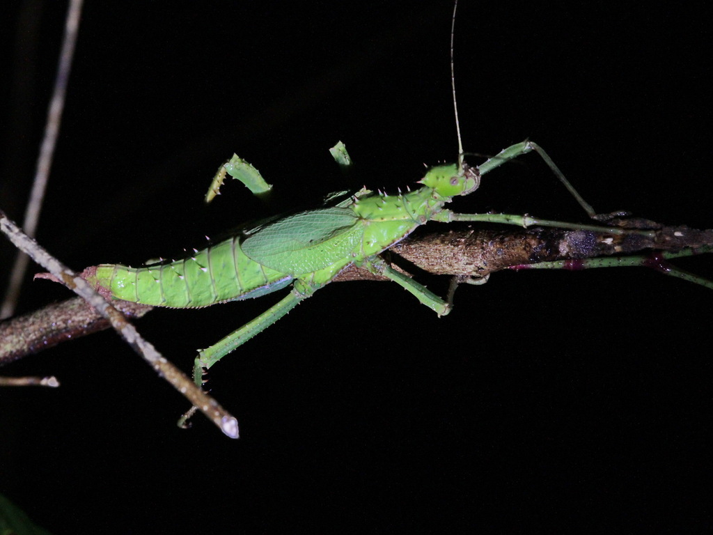 Malayan Jungle Nymph (Heteropteryx dilatata), photographed in the wild