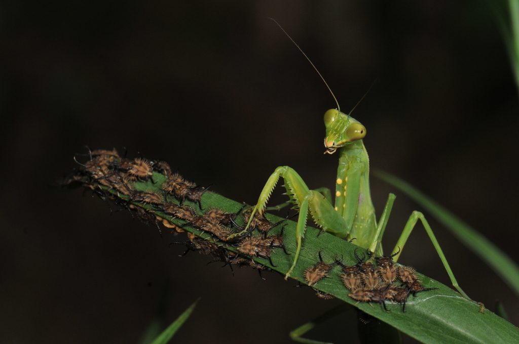 Harabiro / Giant Asian Mantis (Hierodula patellifera), photographed in the wild