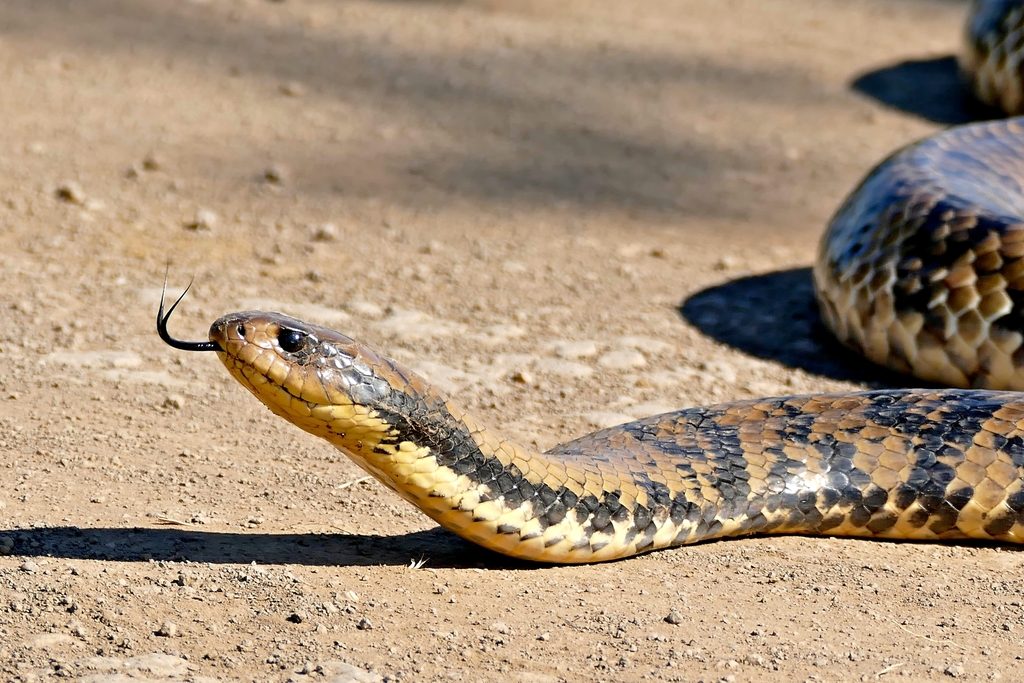 False Water Cobra (Hydrodynastes gigas), photographed in the wild