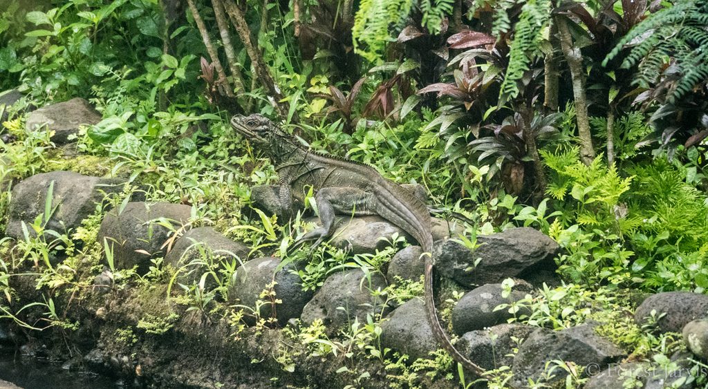 Sailfin Dragon (Hydrosaurus pustulatus), photographed in the wild