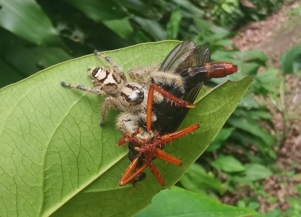 Jumping spider (Hyllus diardi), photographed in the wild