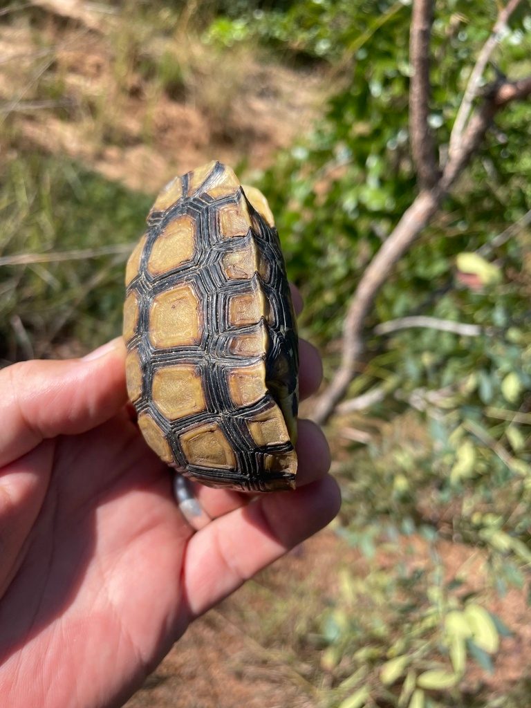 Bell's eastern hinged (Kinixys belliana), photographed in the wild