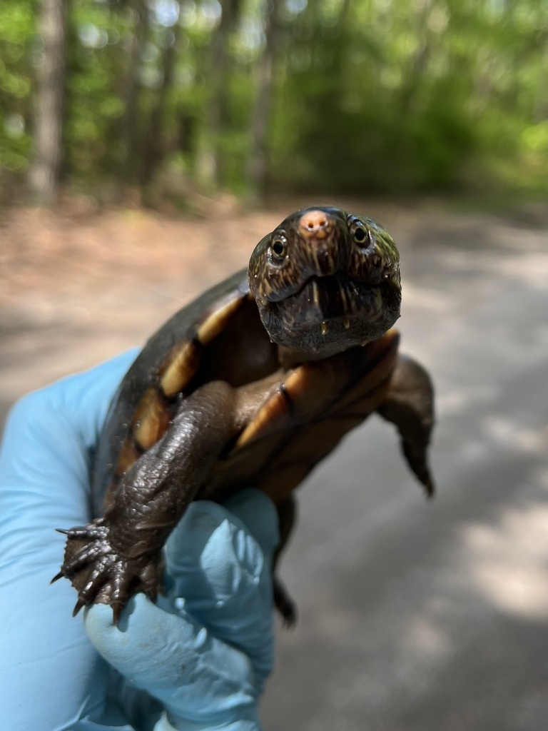 Eastern mud turtle (Kinosternon subrubrum), photographed in the wild