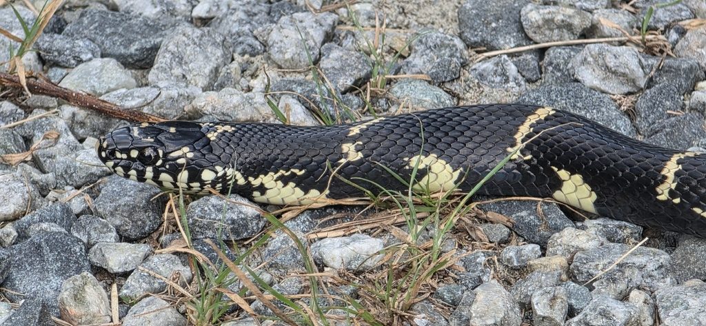 Eastern Kingsnake (Lampropeltis getula), photograph