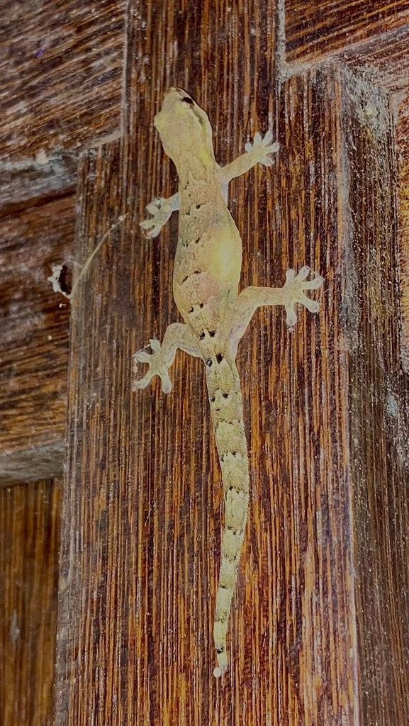 Mourning gecko (Lepidodactylus lugubris), photographed in the wild