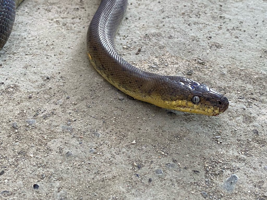 Macklot's Python (Liasis mackloti), photograph