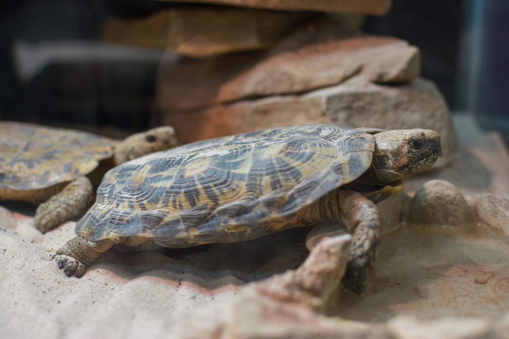 Pancake Tortoise (Malacochersus tornieri), photographed in the wild