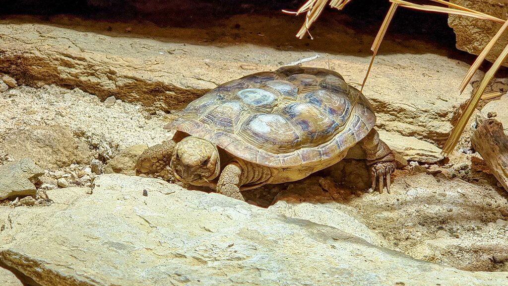 Pancake Tortoise (Malacochersus tornieri), photograph