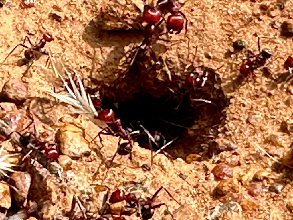 Giant harvester ant (Messor cephalotes), photographed in the wild