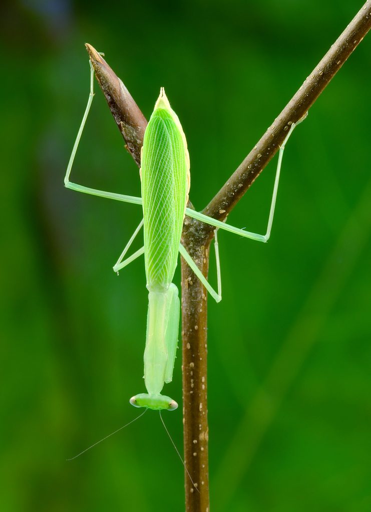 Egyptian Pygmy Mantis (Miomantis paykullii), photographed in the wild