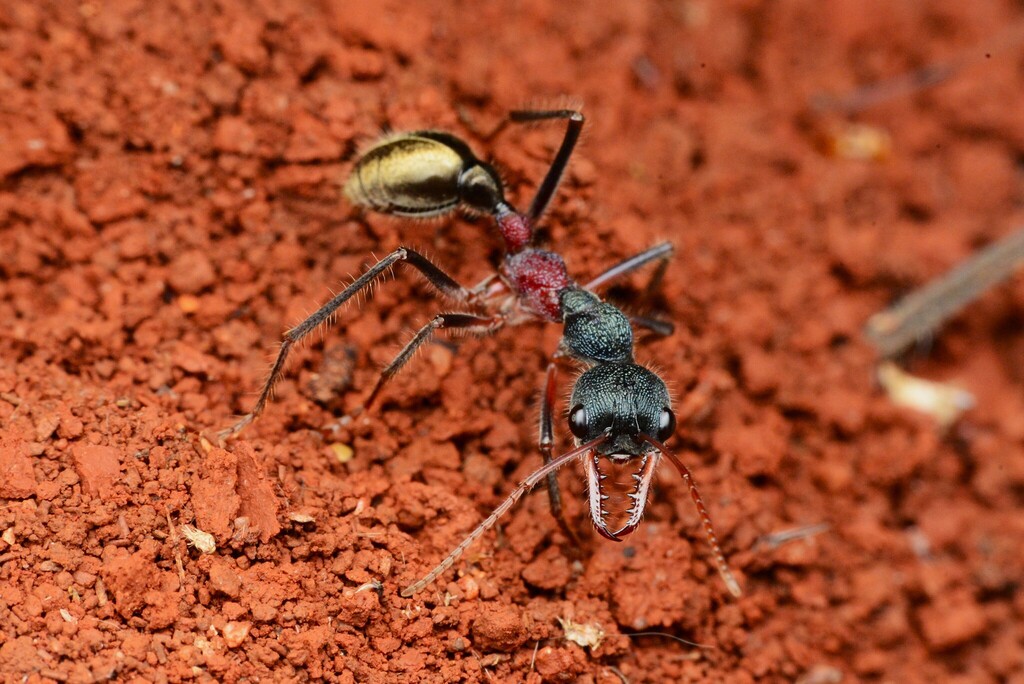 Myrmecia sp. (e.g. M. gulosa), photographed in the wild