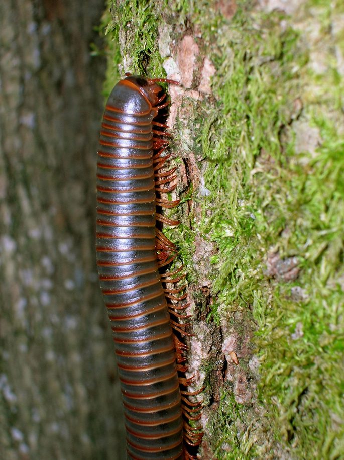 American Giant Millipede (Narceus americanus), photograph