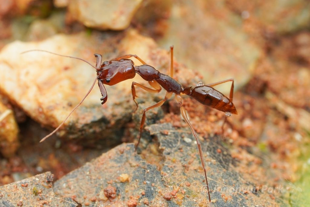 Trap-jaw ant (Odontomachus rixosus), photographed in the wild